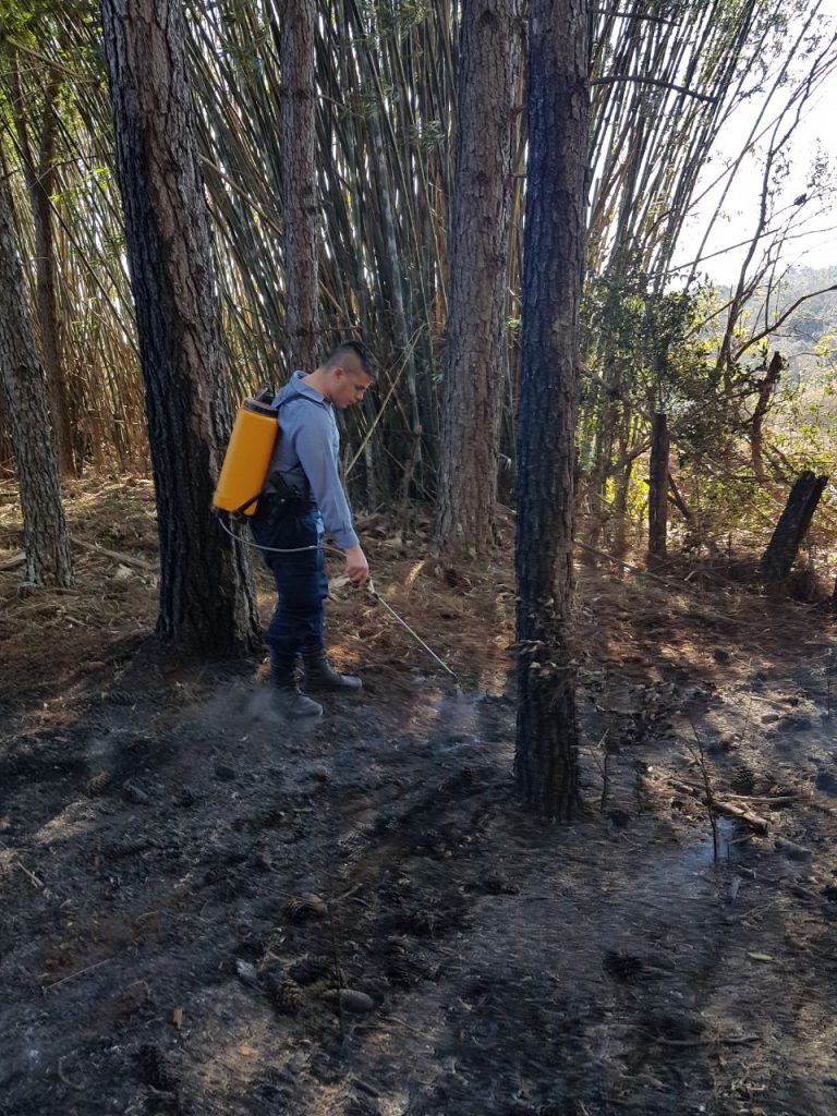 Alarma por incendio de un pinar