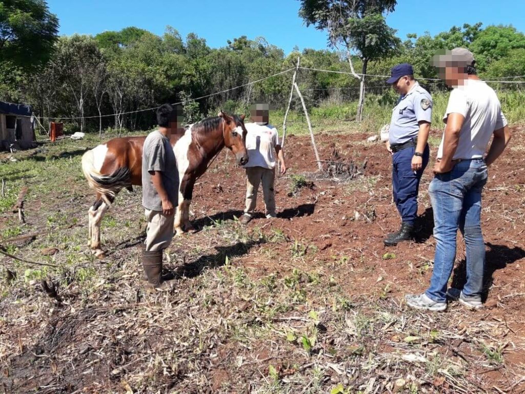 Fue recuperado caballo robado en Mártires