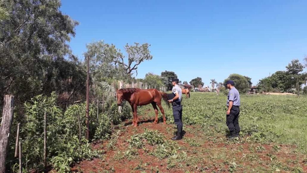 Recuperaron un caballo sustraído en Oberá