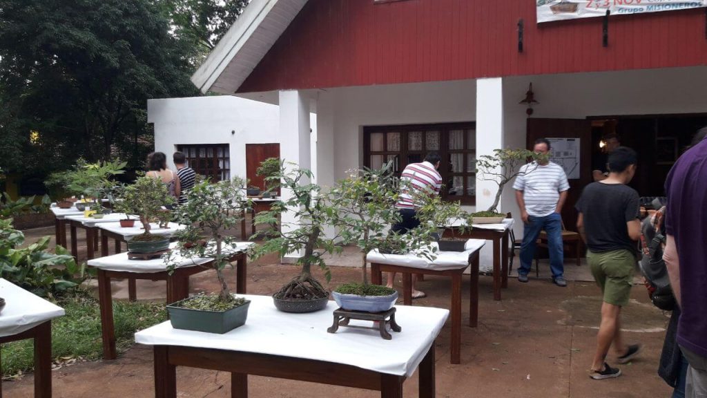 Concurrida 21° Exposición de Bonsai