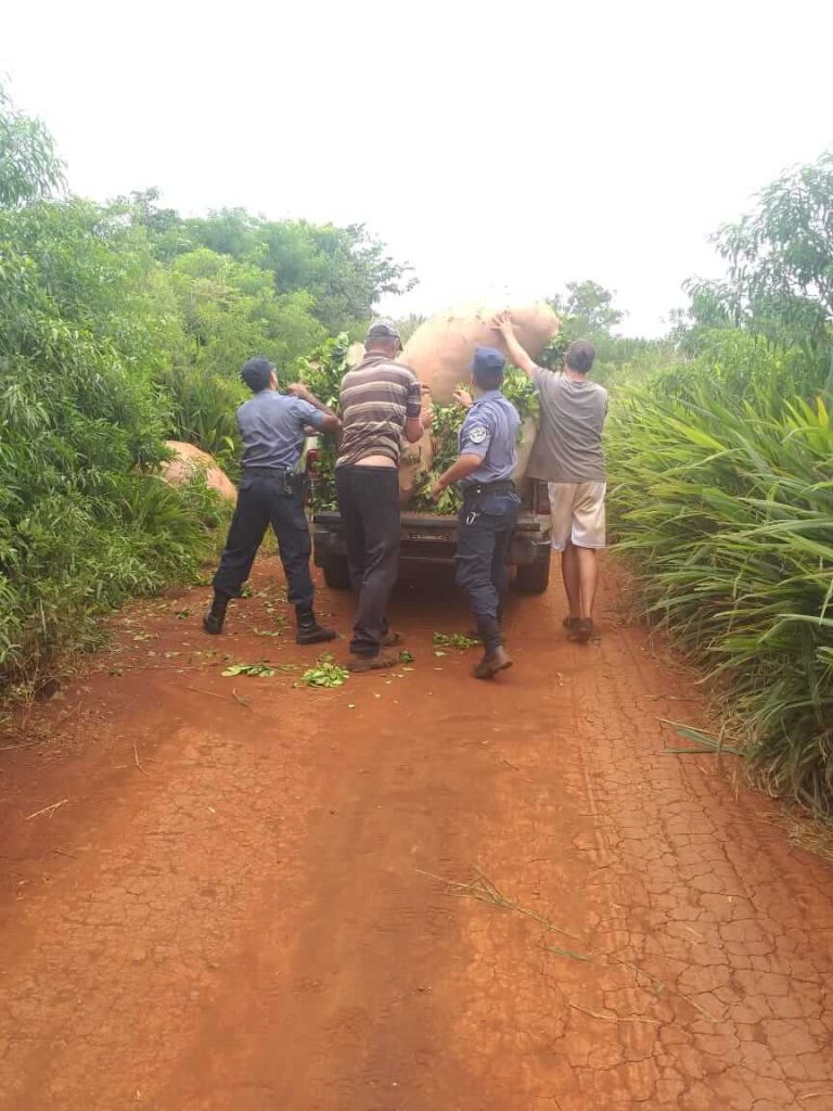 Incautaron 600 kilos de yerba a punto de ser robados de una chacra