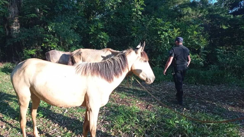 Tres caballos robados fueron recuperados por la Policía en Villa Bonita