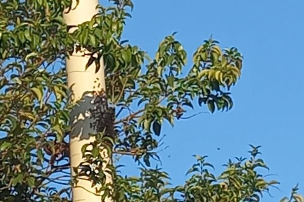 Identificaron al hombre atacado por abejas que permanecía internado y sus familiares fueron localizados