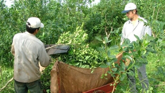 Productores y tareferos presentan proyecto de emergencia yerbatera en Misiones