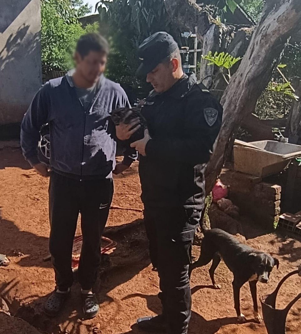 Rescató a un pequeño felino atacado por perros y descubrió que era un gato tirica