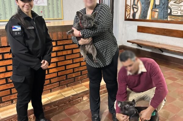 Dos bulldogs franceses aparecieron en un boliche de Oberá y la Policía los devolvió a su hogar